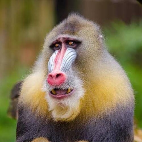 สมาชิกหมายเลข 2344320