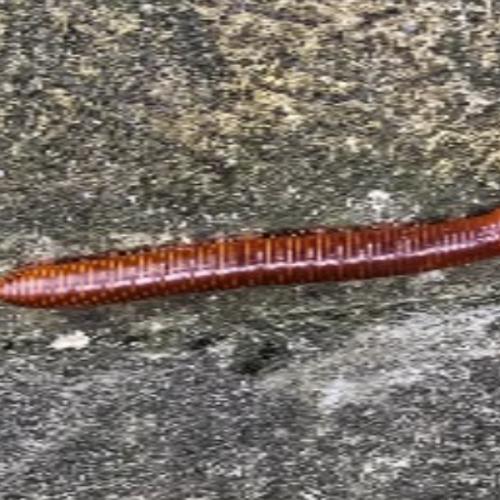 สมาชิกหมายเลข 2533751