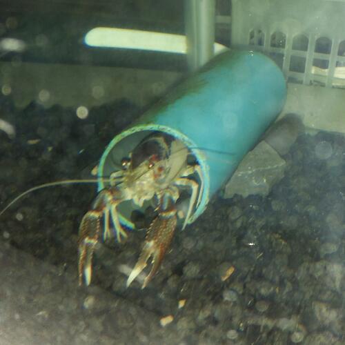 สมาชิกหมายเลข 4579960