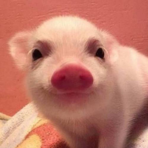 สมาชิกหมายเลข 4638384