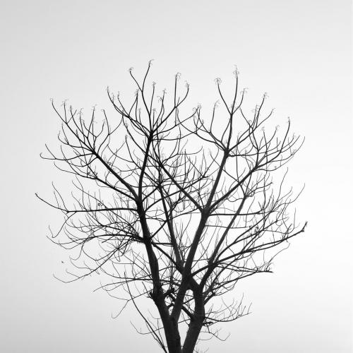 ป่าสนในห้องหมายเลข1