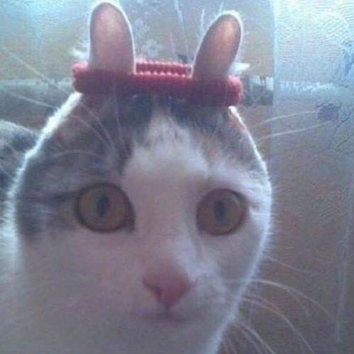 สมาชิกหมายเลข 4600296