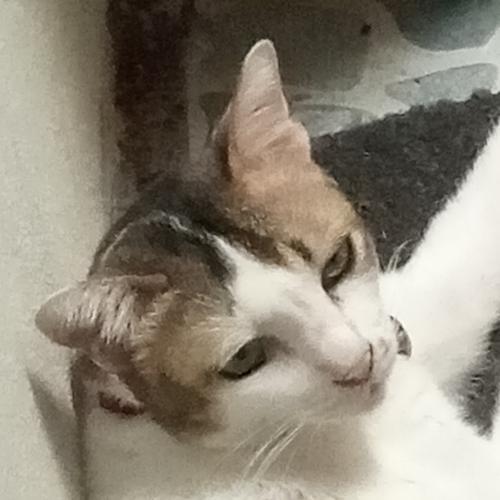 สมาชิกหมายเลข 4390106