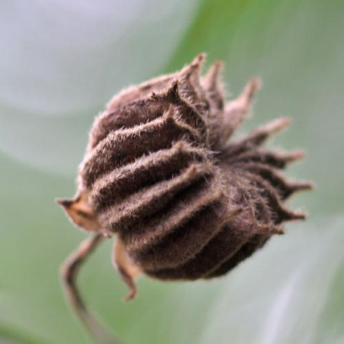 เต๋านีโอ