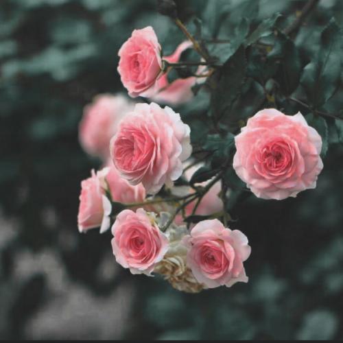 สมาชิกหมายเลข 3729979