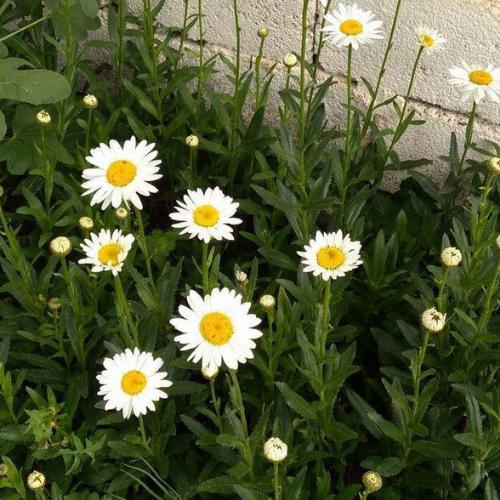 สมาชิกหมายเลข 6209621