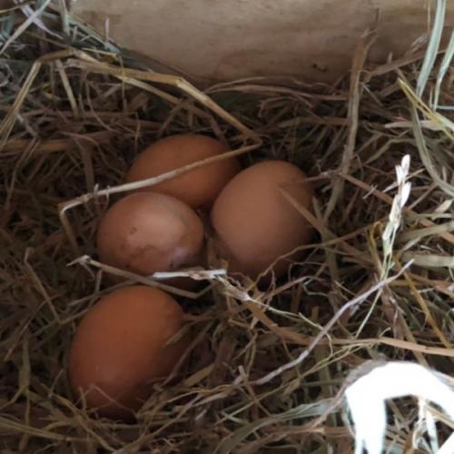 สมาชิกหมายเลข 4438390