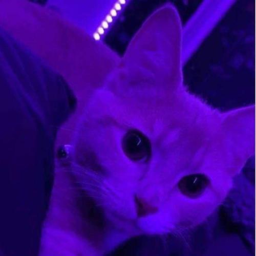 สมาชิกหมายเลข 4239295