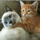 สมาชิกหมายเลข 4580987