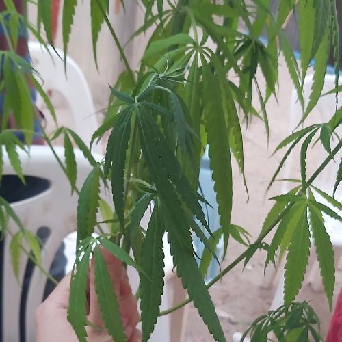 สมาชิกหมายเลข 3973173