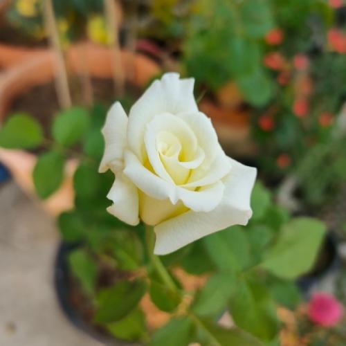 สมาชิกหมายเลข 2368154