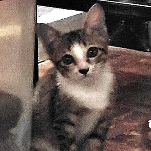 นมอัดเม็ด