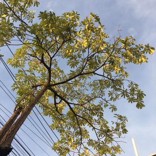 สมาชิกหมายเลข 6279743