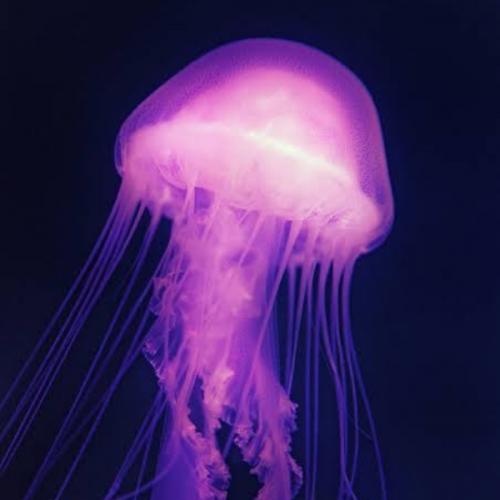 สมาชิกหมายเลข 8848691