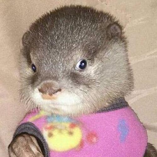 สมาชิกหมายเลข 4581178