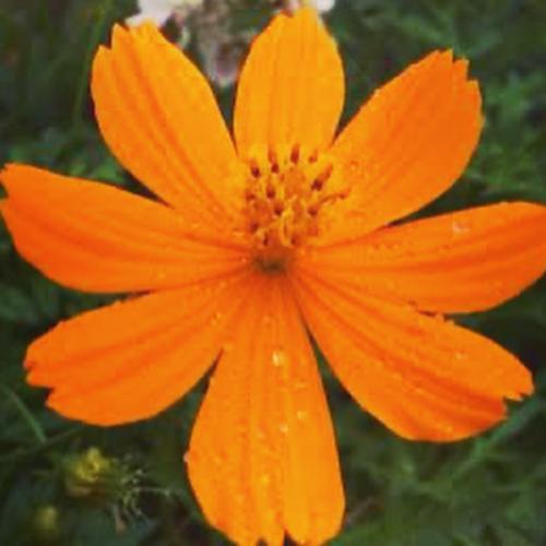 สมาชิกหมายเลข 5471064