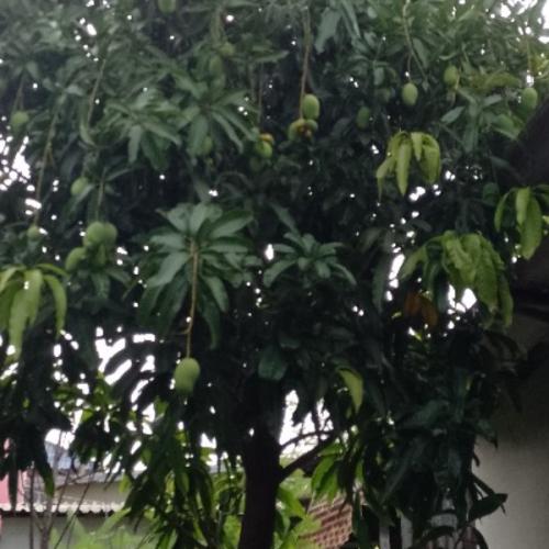 สมาชิกหมายเลข 1785922