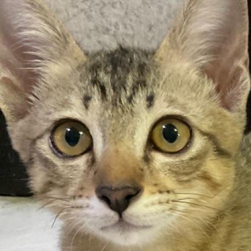 แมวฉันเป็นคนดี