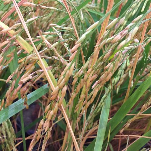 สมาชิกหมายเลข 5324339