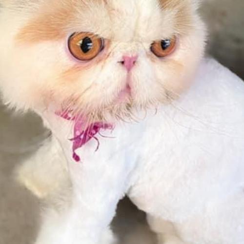 สมาชิกหมายเลข 2623005