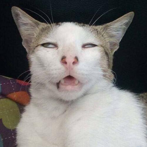 สมาชิกหมายเลข 4349174