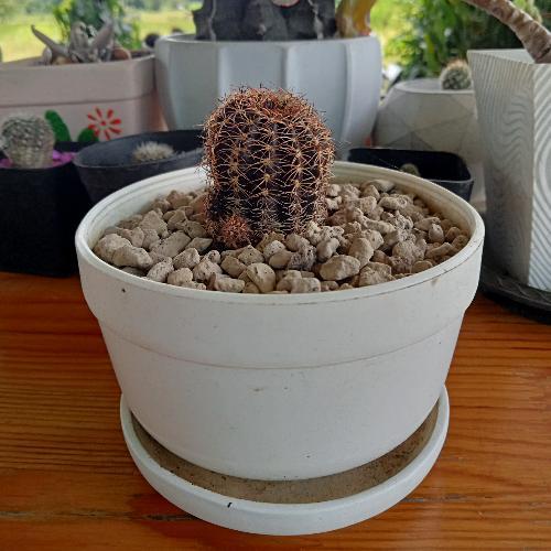 สมาชิกหมายเลข 7077514