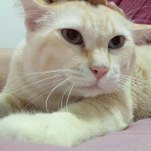 สมาชิกหมายเลข 4523784