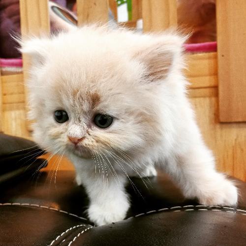 สมาชิกหมายเลข 4540672