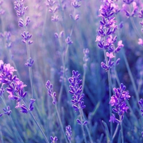 สมาชิกหมายเลข 5202793