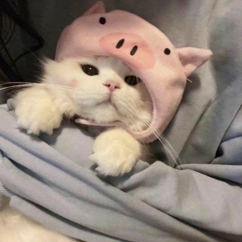 สมาชิกหมายเลข 7079564