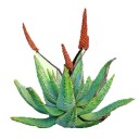 สมาชิกหมายเลข 3711869