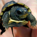 สมาชิกหมายเลข 4582280