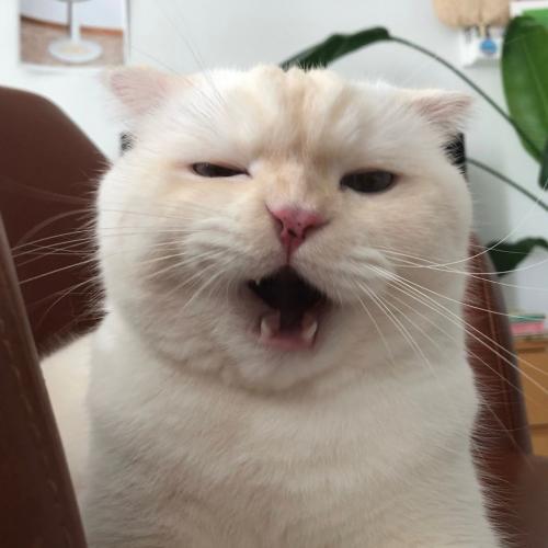 สมาชิกหมายเลข 4926786