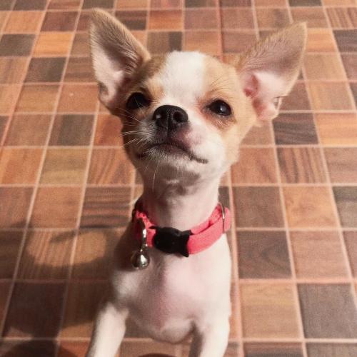 สมาชิกหมายเลข 3272725