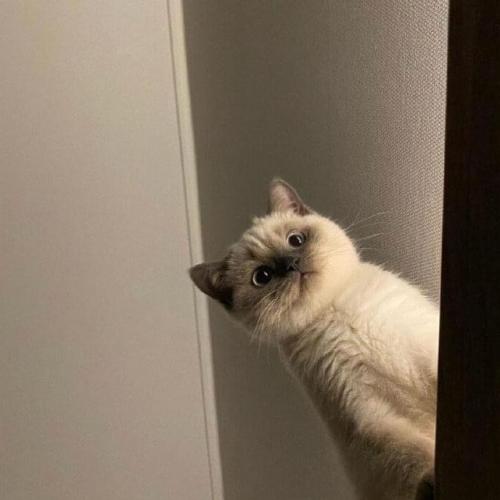 สมาชิกหมายเลข 6393222