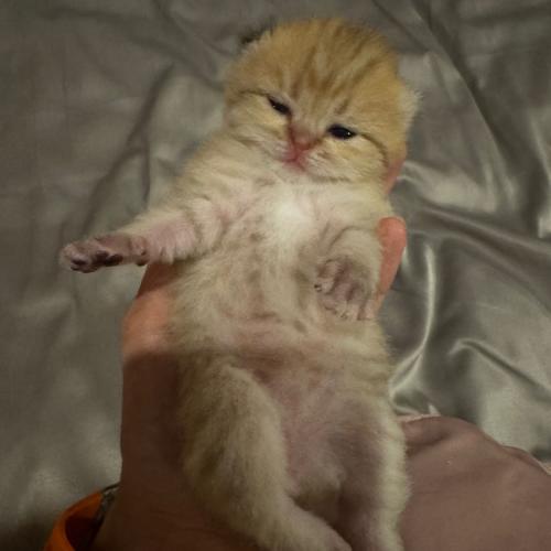 สมาชิกหมายเลข 8855379