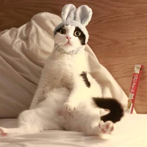 สมาชิกหมายเลข 4394599