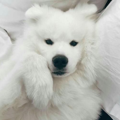 สมาชิกหมายเลข 4680554