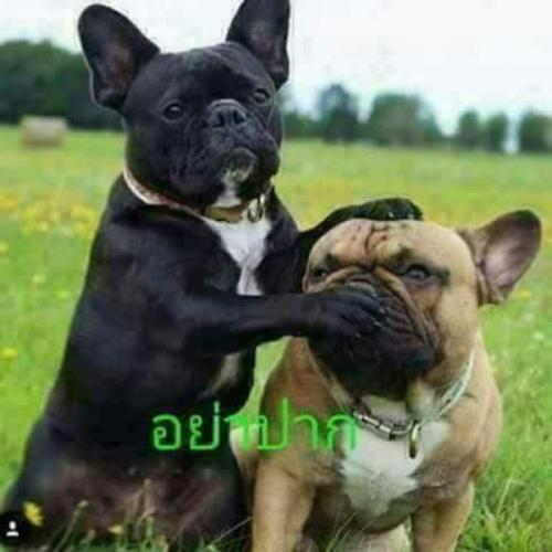 สมาชิกหมายเลข 4919091