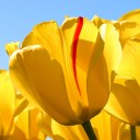 สมาชิกหมายเลข 4174683