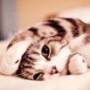 สมาชิกหมายเลข 4175243