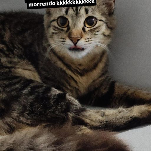 สมาชิกหมายเลข 9238464