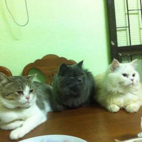 สมาชิกหมายเลข 2525967