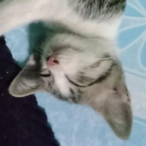 สมาชิกหมายเลข 7082856