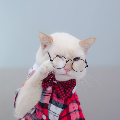 สมาชิกหมายเลข 9239723