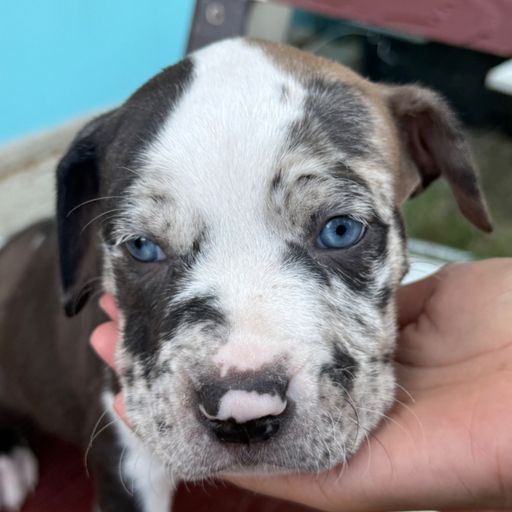 สมาชิกหมายเลข 9240730