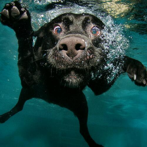 สมาชิกหมายเลข 4583359