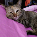 ตี่อำมหิต