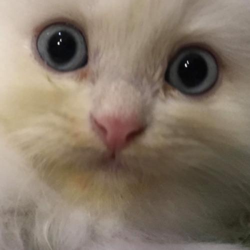 นิ้วก้อยเตะขาโต๊ะ