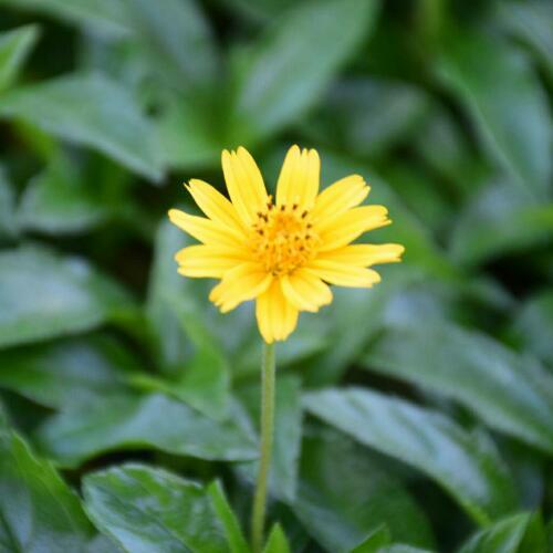 สมาชิกหมายเลข 2056657